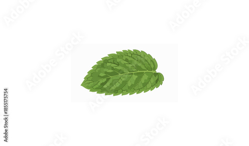 Realistic Peppermint Leaf Vector Illustration Isolated on White
