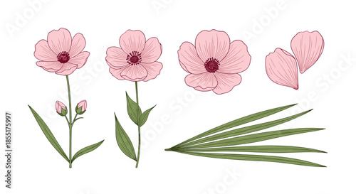 Delicate hand-drawn pink flowers with green stems, buds, and a single palm-like leaf in a classic botanical illustration style.