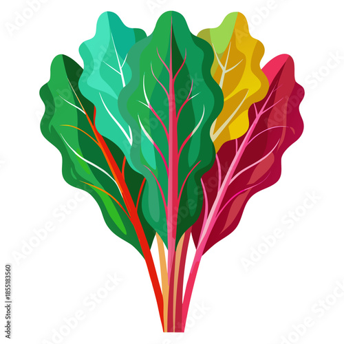 swiss chard vector