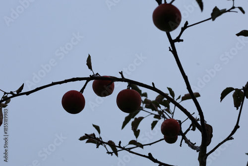 фотографія Red apples hang on thin tree branches against a gloomy autumn sky