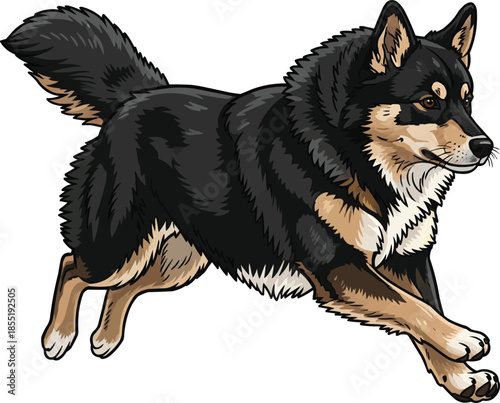 Lapponian Herder dog running energetic athletic movement