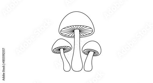 Simple black and white line drawing of a group of three mushrooms of different sizes on a white background for educational use.