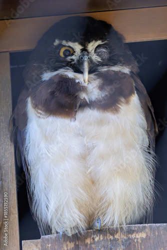 Quadro su tela Spectacled Owl (Pulsatrix perspicillata), common in tropical rainforests of Cent