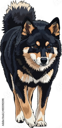 Lapponian Herder dog walking forward alert focused movement