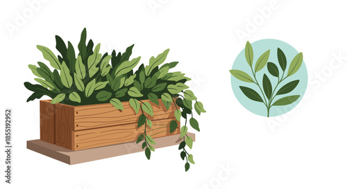 Lush green leafy plants growing in a wooden window box planter next to a circular botanical icon with a light blue background.