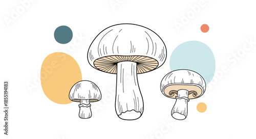 Trio of hand drawn mushrooms with fine details surrounded by colorful abstract circles on a white background for nature and food concepts.