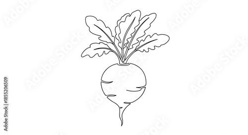 Root vegetable, possibly a beet or turnip, drawn in a continuous single black line, minimalist food art on a white background.