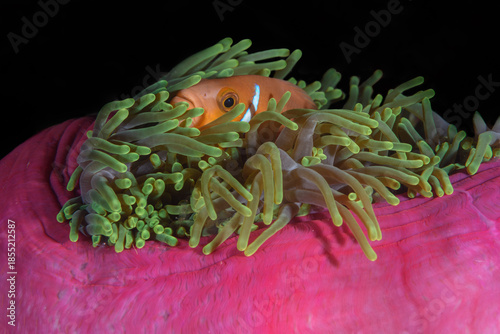 Clownfish in Pink Anemone