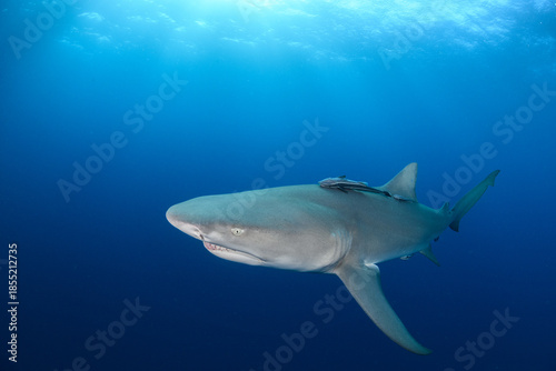 Lemon Shark Swimming off Jupiter, Florida