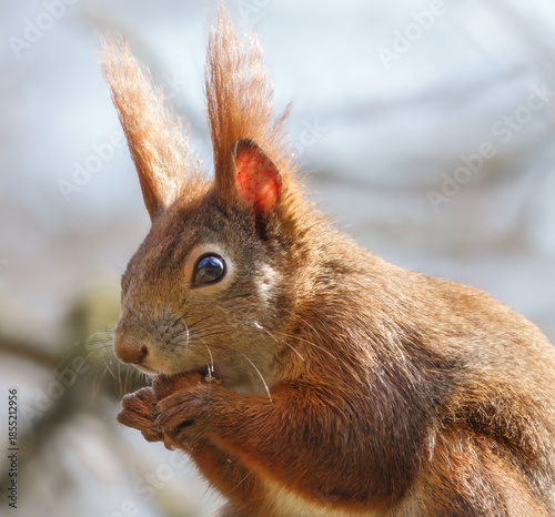 Nahaufnahme fressendes Eichhörnchen
