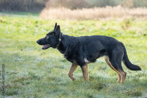 The picture shows a German Shepherd Dog (GSD).