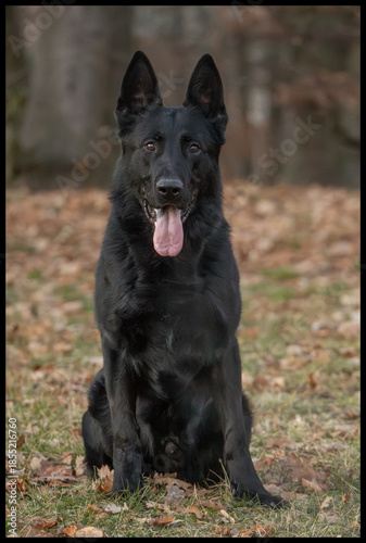 The picture shows a German Shepherd Dog (GSD).
