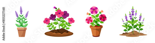 Illustration of potted flowers, lavender, pansies, gardening, floral, and spring plants design