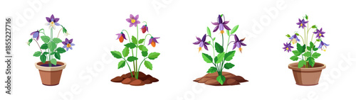 Explore collection of corydalis plants in pots and soil for gardening and botanical designs