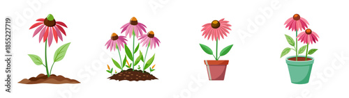 Echinacea purpurea coneflower plants growing in garden soil and pots vector illustration