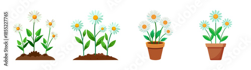 Illustration of daisy flower plants in soil and pots for gardening and nature backgrounds and design