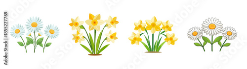 Watercolor daisies and daffodils vector illustration spring flower arrangements for design needs
