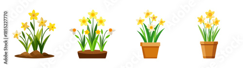 Buy potted daffodil flowers online beautiful spring daffodil bulbs for sale yellow daffodil plants
