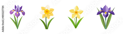 Beautiful iris and daffodil flowers vector illustration for spring floral design and decoration ideas