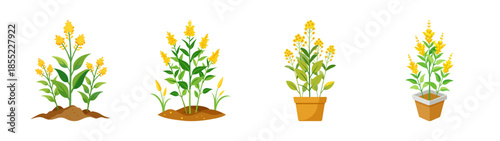 Decorative yellow flower plants vector illustration for garden and home decor ideas and design