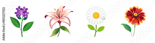 Illustration of lavender lily daisy and gaillardia flowers floral botanical nature elements vector art