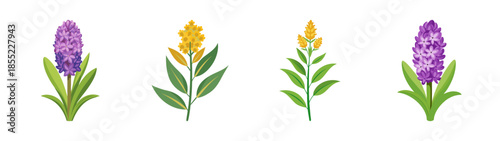 Vector illustration of lavender flowers, floral design element, botanical drawing, clip art, set