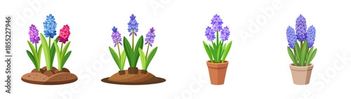 Buy grape hyacinth muscari bulbs for sale online spring flowering plants home garden decor ideas