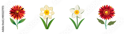 Beautiful floral arrangement of red gerbera daisies and white daffodils vector illustration