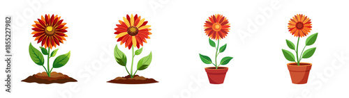 Download beautiful orange gerbera daisy flower vector illustration growing in soil and pot for free use