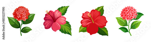 Beautiful tropical flowers ixora coccinea and hibiscus floral arrangement vector illustration