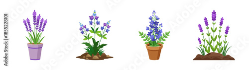 Buy lavender plants online: potted lavender, garden lavender, flowering lavender for sale now
