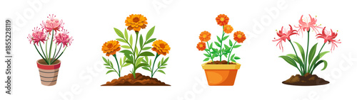 Beautiful flower arrangements: pink spider lilies and orange marigolds in pots and soil art