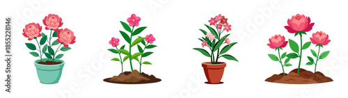 Beautiful potted flowers and garden plants arrangement for indoor outdoor decoration ideas design