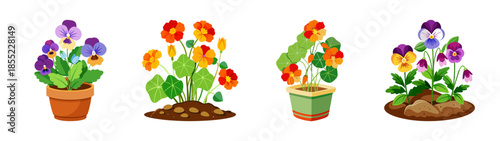 Isometric flower arrangement vector art with pansies and nasturtiums for garden design ideas