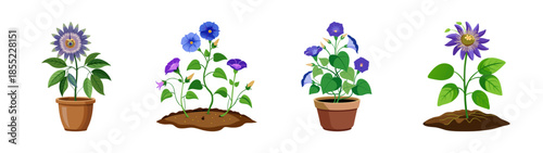 Illustration of potted plants and morning glory flowers for garden and botanical designs vector