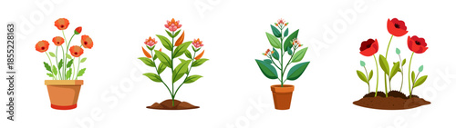 Illustration of potted plants and flower garden with red flowers and green foliage design element