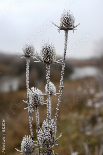 Field grass, various plants covered with ice. Morning frost. Frost, cold, cloudy foggy morning. Partial focus close-up