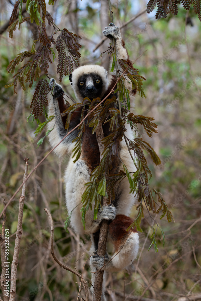 Fototapeta premium Coquerel's sifaka Eating