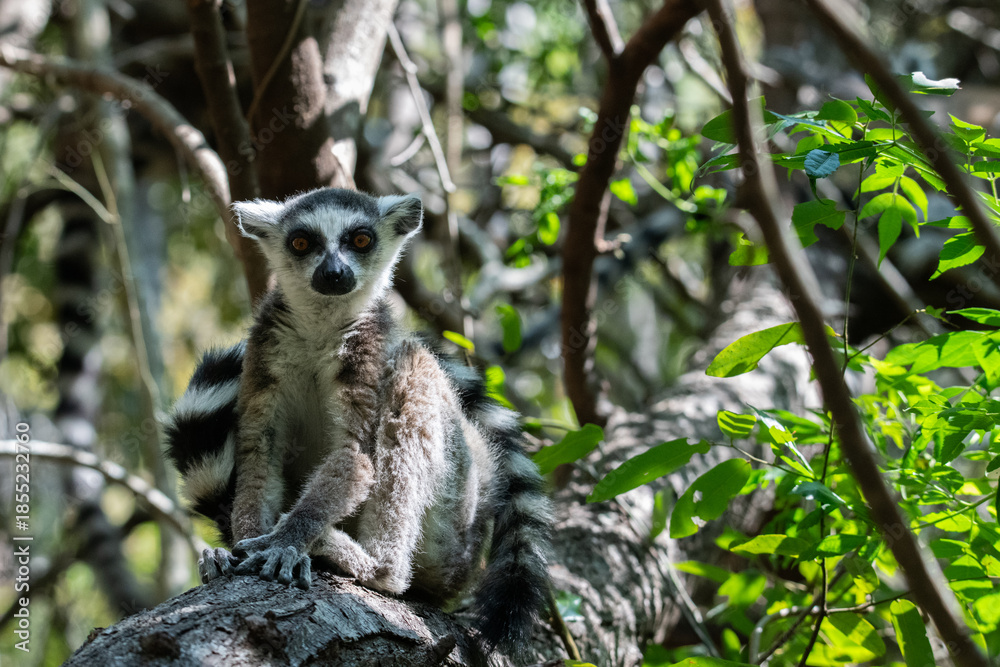 Fototapeta premium Ring-Tailed Lemur Looking at Camera