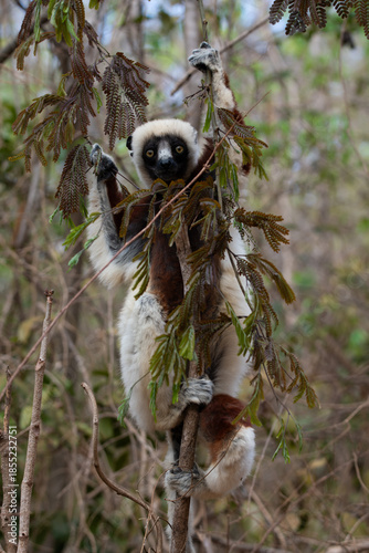 Coquerel's sifaka Eating