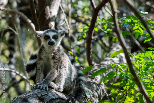 Ring-Tailed Lemur Looking at Camera
