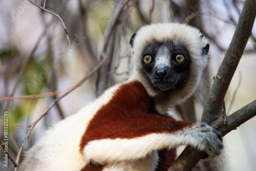 Coquerel's sifaka Portrait