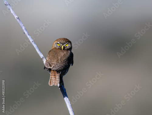 Austral Pygmy Owl Perched on Branch in Natural Habitat