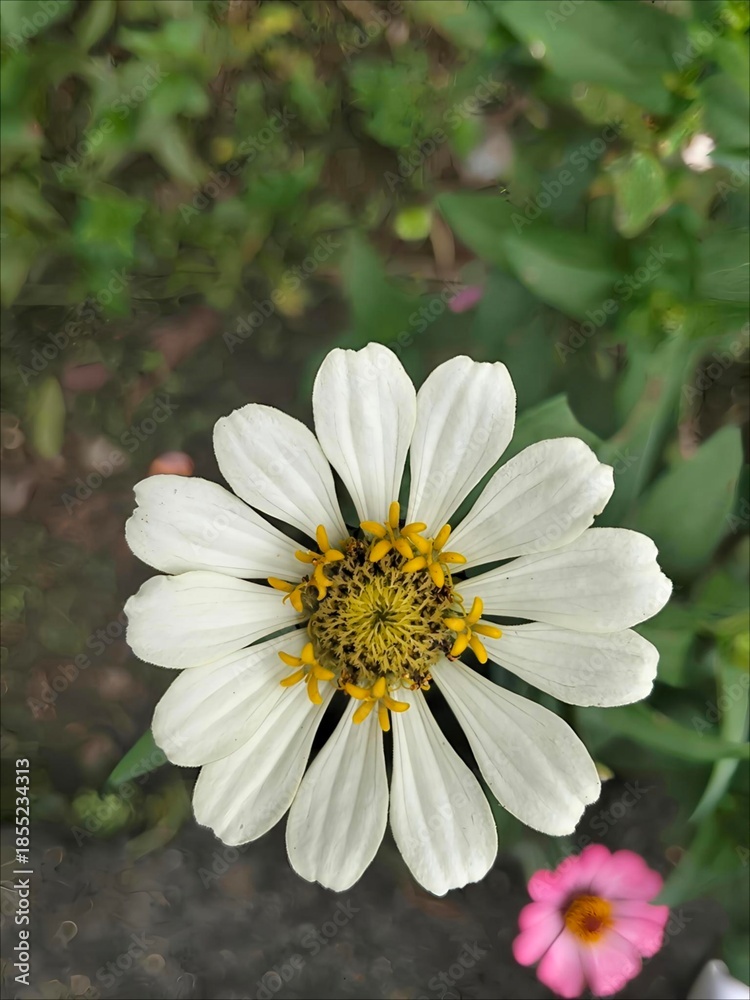 Obraz premium the most beautiful flower photos and backgrounds