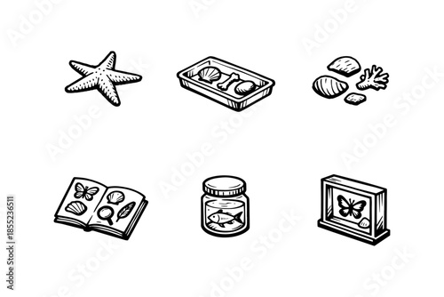 Hand drawn marine and nature collectibles: starfish, shells, and insect displays