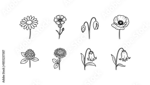 Elegant line art flowers collection: daisies, poppies, and more