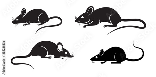 black & white mouse