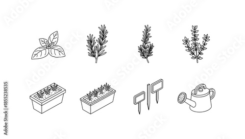 Herb garden elements: basil, rosemary, and thyme in line art with garden tools