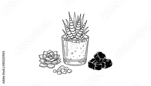 Hand drawn aloe cocktail with succulents and sugar