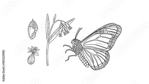 Detailed monarch butterfly life stages with floral element in black and white line art